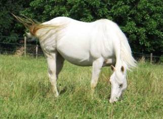 CREMELLO