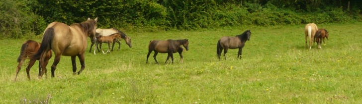 Z�brure primitive quarter horse fondation