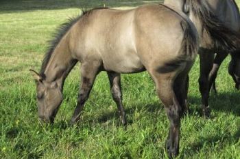 Grullo quarter aqha nfqha