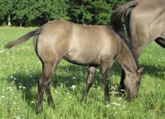quarter horse grullo fondation