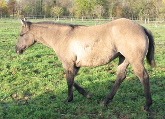 Grullo quarter aqha nfqha