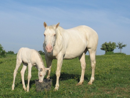 Perlino stallion