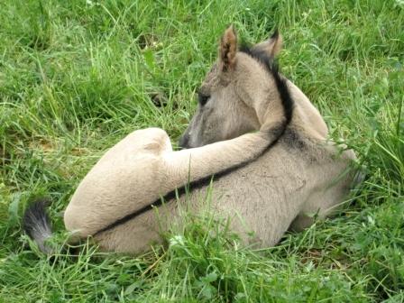grullo quarter horse