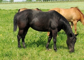 quarter horse noir black