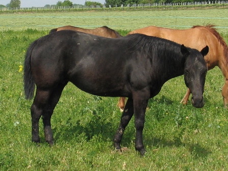versatility foundation quarter horse