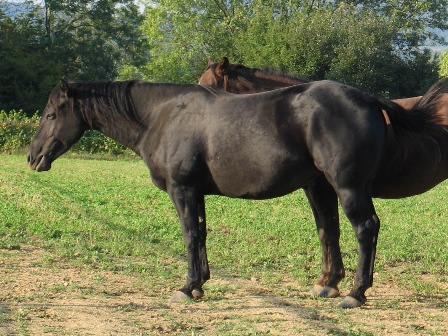 quarter horse nfqha buckskin fondation