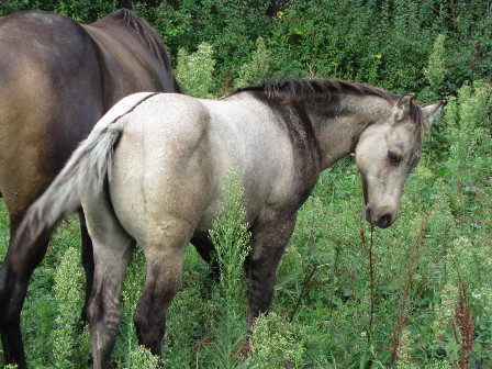 quarter horse dun