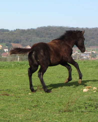 quarter horse fondation black