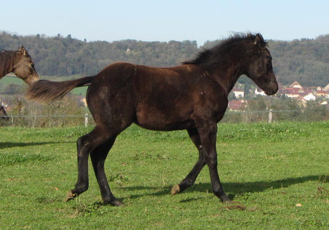 quarter horse smoky black