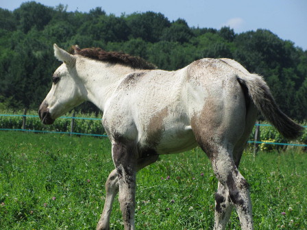 Versatility ranch horse