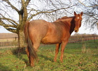 quarter horse nfqha red roan fondation