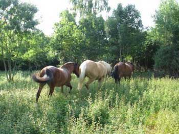 QH en semi libert�