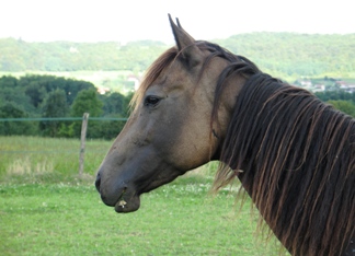 sooty eldorado buckskin lign�e doc bar