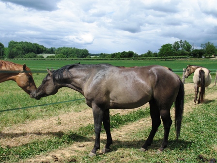 Etalon grullo quarter fondation