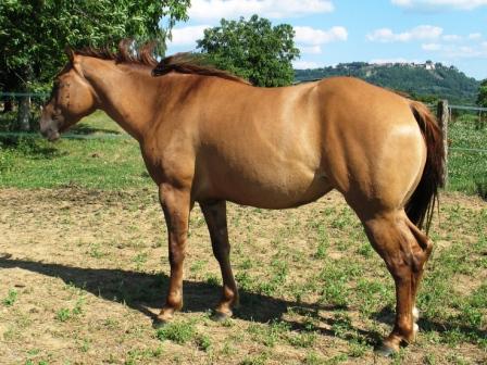 quarter horse red dun