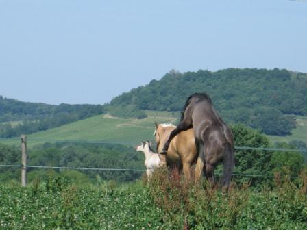 Monte en liberté