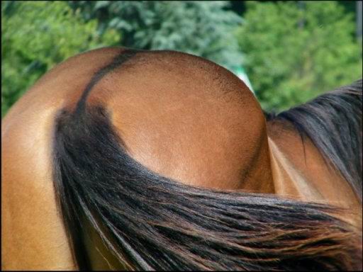 Quarter horse et �levage de chevaux dans le Jura