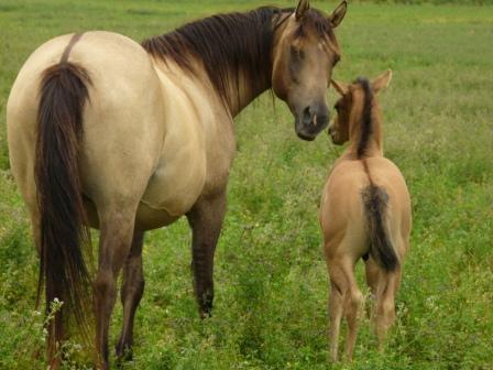 versatility foundation quarter horse