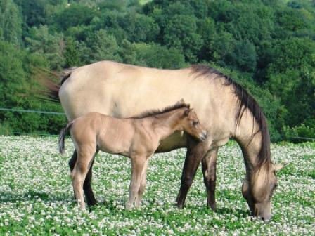 quarter horse nfqha dunskin fondation