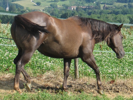 versatility foundation quarter horse