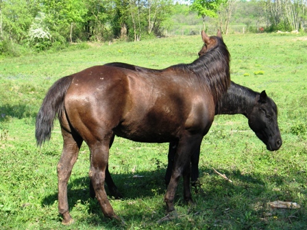 quarter horse nfqha buckskin fondation