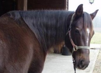 quarter horse alezan brule