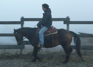 versatility foundation quarter horse