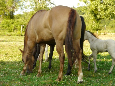 quarter horse nfqha buckskin fondation