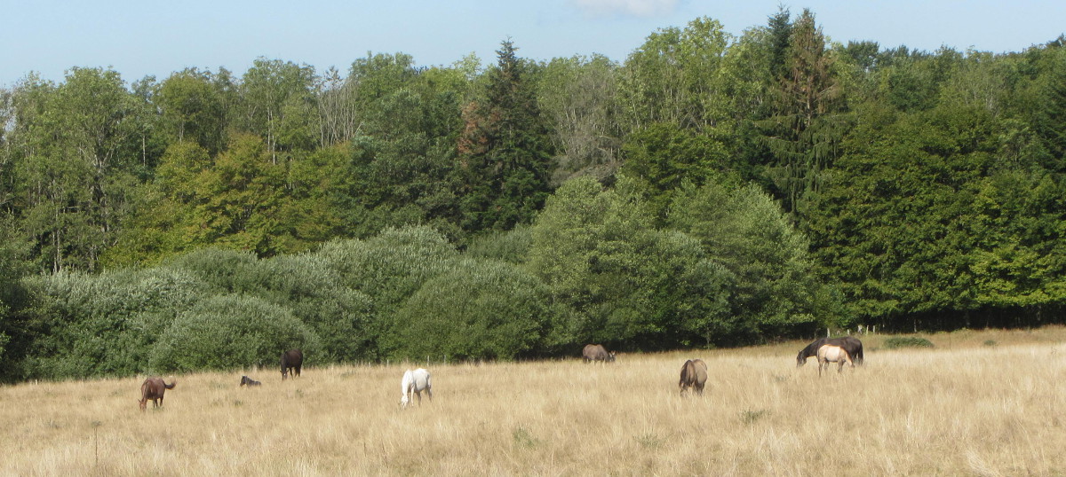 Quarter horse et levage de chevaux grullo de ranch en Haute-Sane