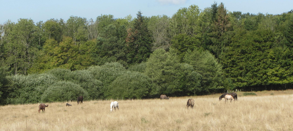 Quarter horse et levage de chevaux en Haute-Saone