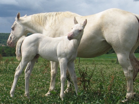 foundation perlino quarter horse