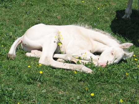 quarter horse creme