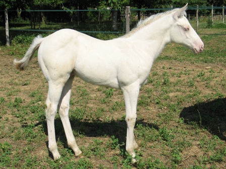 quarter horse gene creme