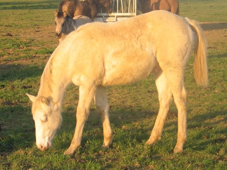 etalo perlino reining