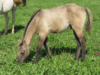 quarter horse smoky grullo