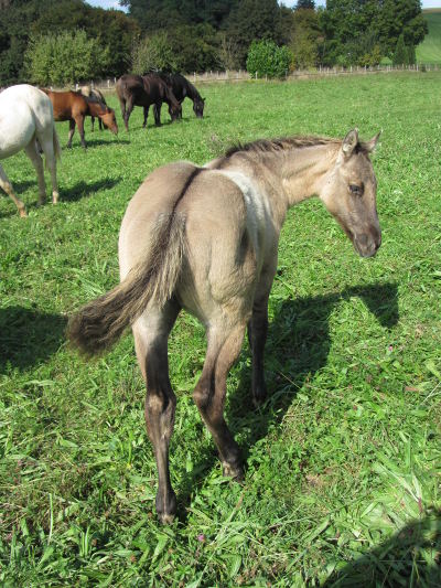 foundation dun stallion