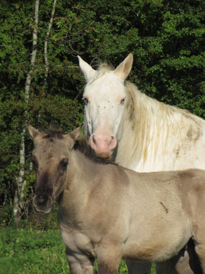 nfqha dun colt