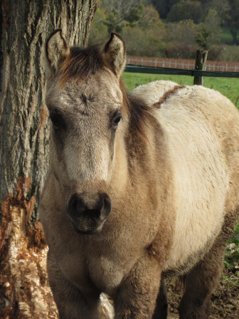 foundation dun stallion