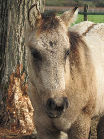 nfqha dun colt