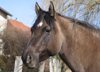 quarter horse grullo ranch