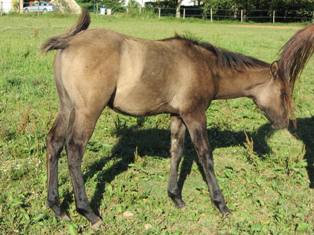 quarter horse grullo