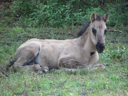 foundation grullo stallion