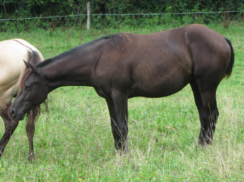 quarter horse grullo