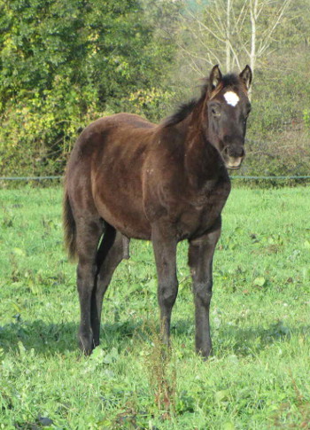 quarter horse black