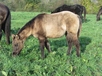 quarter horse grullo