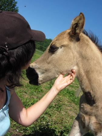 nfqha grullo colt