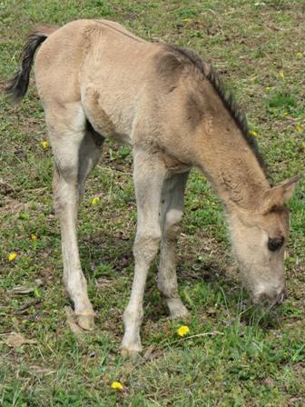quarter horse grullo