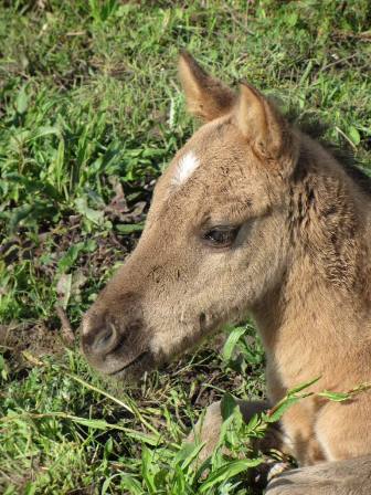 quarter horse nfqha grullo