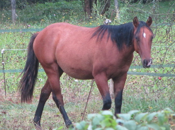 Cooper Whiz Monkey, quarter horse dun