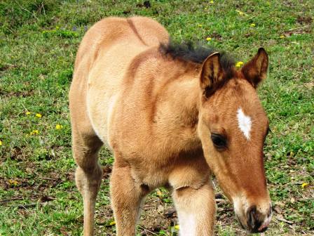 foundation dun stallion